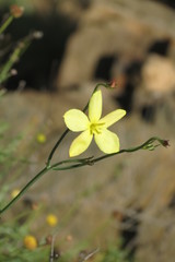 Menodora juncea