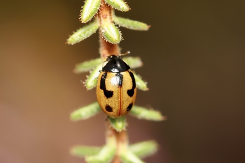 Hieroglyphic Lady Beetle, photo 8 of 8
