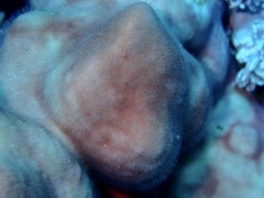Millepora exaesa