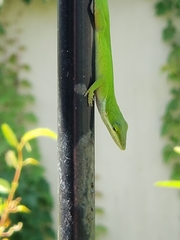 Anolis carolinensis