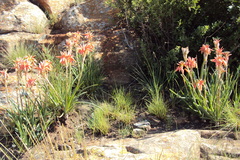 Aloe verecunda