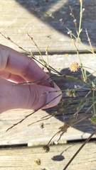 Polygonum equisetiforme