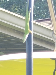Anolis carolinensis