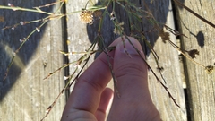 Polygonum equisetiforme