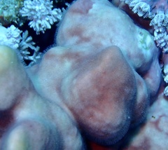 Millepora exaesa