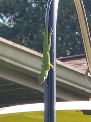 Anolis carolinensis