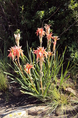 Aloe verecunda