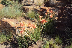 Aloe verecunda