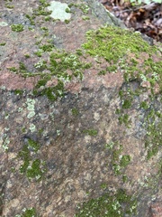 Phaeophyscia rubropulchra