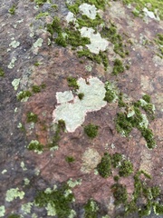 Phaeophyscia rubropulchra