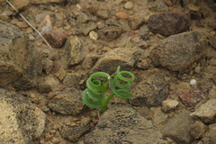 Albuca concordiana