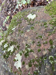 Phaeophyscia rubropulchra
