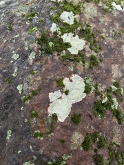 Phaeophyscia rubropulchra