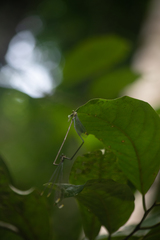 Mecistogaster ornata