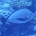 ヒメフエダイ