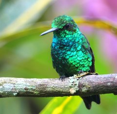 Chlorostilbon mellisugus