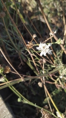 Pycnocomon rutifolium