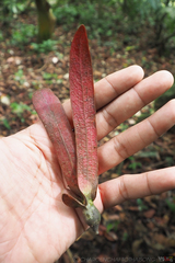 Dipterocarpus