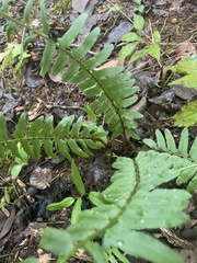 Polystichum acrostichoides