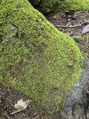 Bryopsida