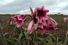 Crinum bulbispermum