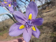 Moraea polystachya