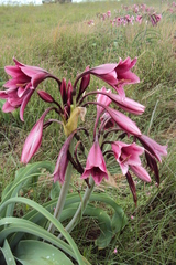 Crinum bulbispermum