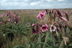 Crinum bulbispermum