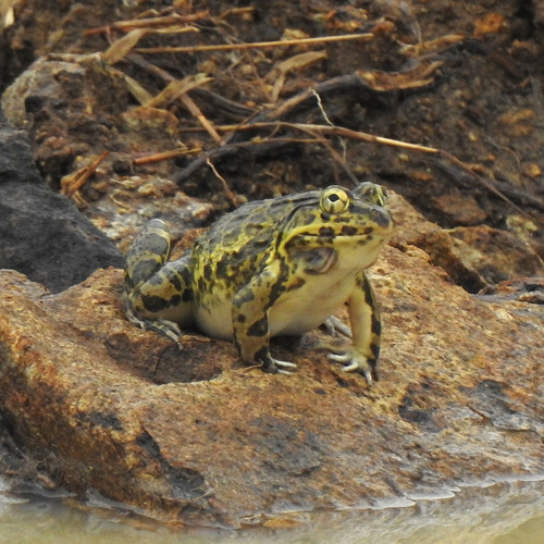 Turkey frog, Hoplobatrachus crassus