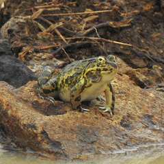 Hoplobatrachus crassus