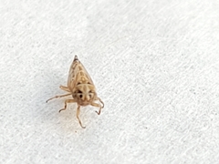 Ceratagallia