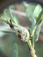 Neolasioptera lathami