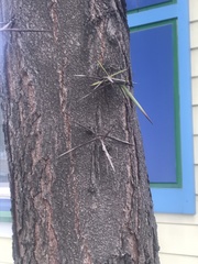Gleditsia triacanthos
