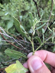 Neolasioptera lathami