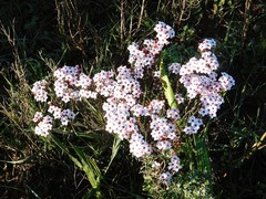 Adenandra marginata