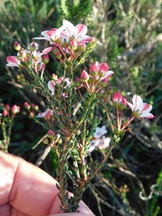 Adenandra marginata