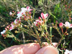 Adenandra marginata