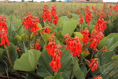 Erythrina zeyheri
