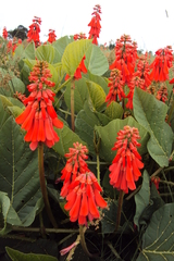 Erythrina zeyheri