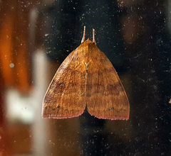 Calymera