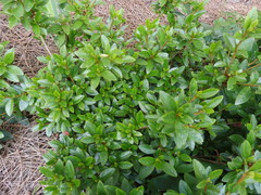 Rhododendron japonicum