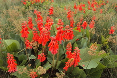 Erythrina zeyheri