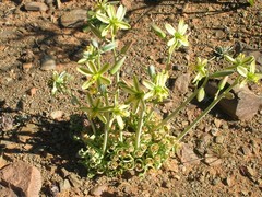 Albuca concordiana