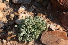 Albuca concordiana