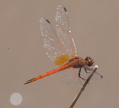 Trithemis pluvialis