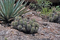 Echinocereus