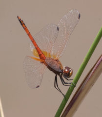 Trithemis pluvialis