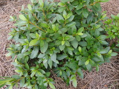 Rhododendron japonicum