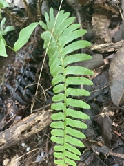 Polystichum acrostichoides