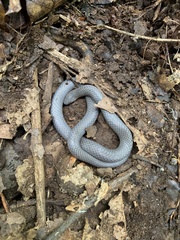 Carphophis amoenus